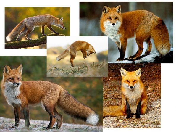 A quick google search reveals a plethora of foxes.
